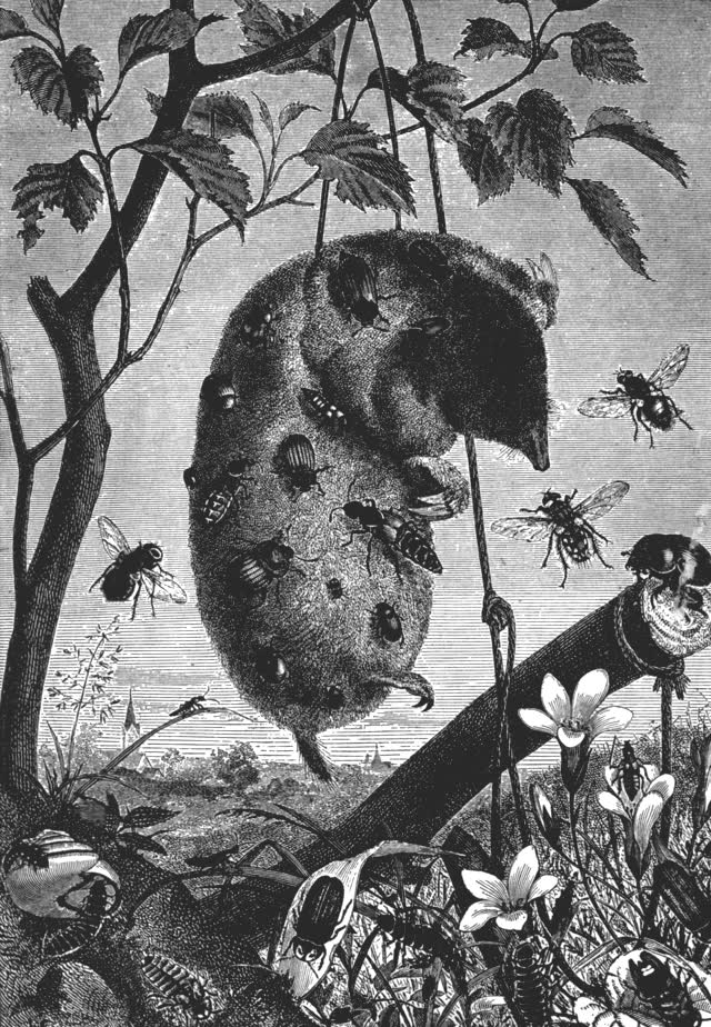 Engraving of luminous beetles, glow-worms and fireflies among leaves at night.
