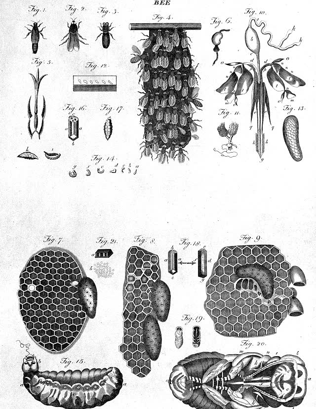 Engraving of honeybees, combs and a hanging swarm.