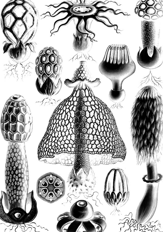 Ernst Haeckel’s plate of fungi: stinkhorns, earthstars and a netted veil fungus.