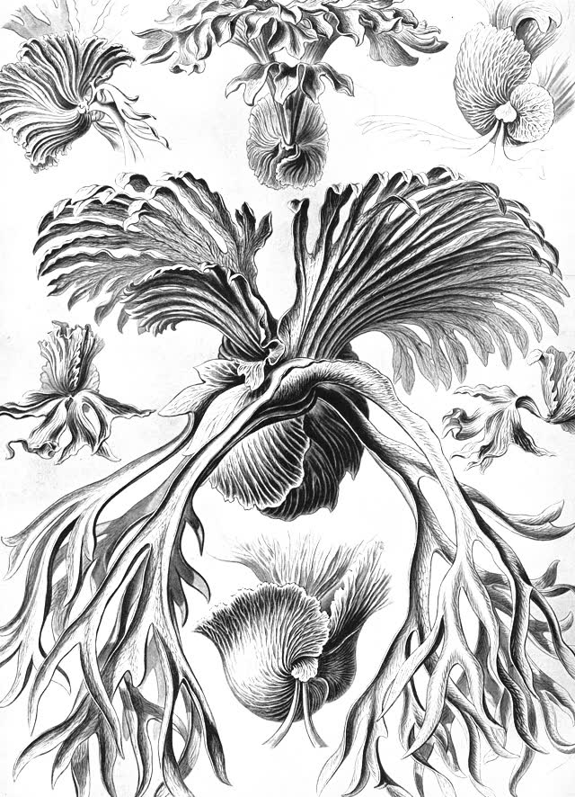 Ernst Haeckel’s plate of tropical tree ferns, fronds uncurling.