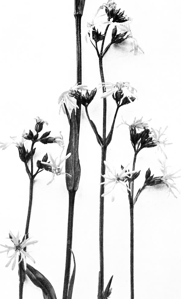Ragged-robin, a meadow flower, on tall thin stems.